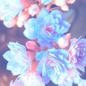 Meet your Posher, Roni